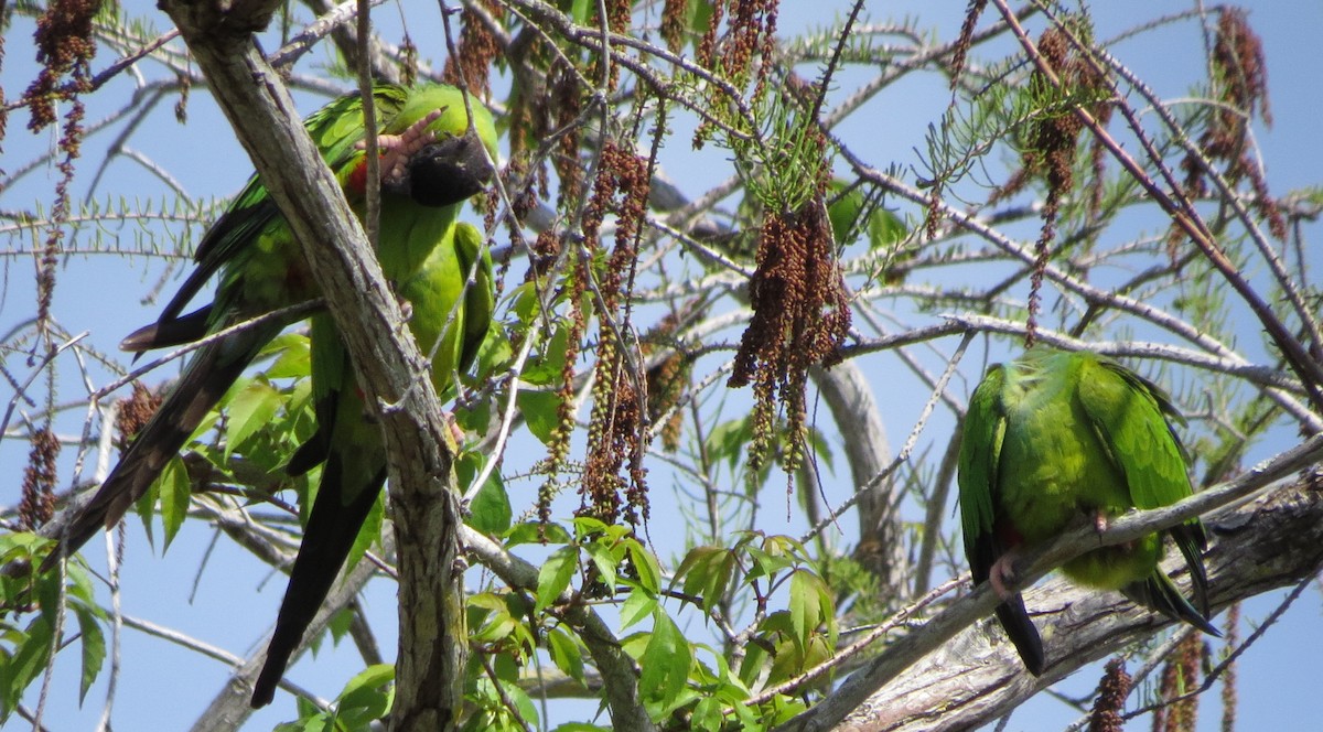 Nanday Parakeet - ML146332551