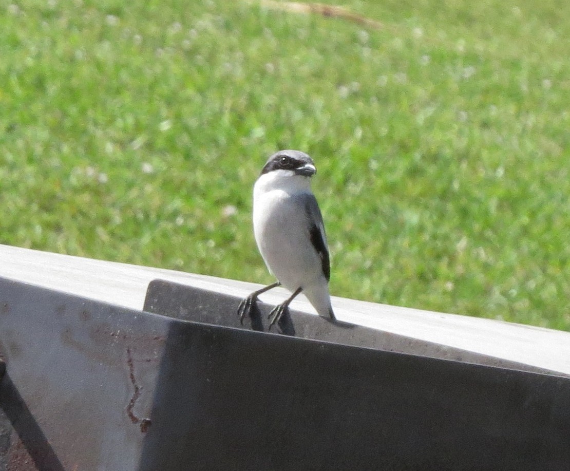 Loggerhead Shrike - ML146332561