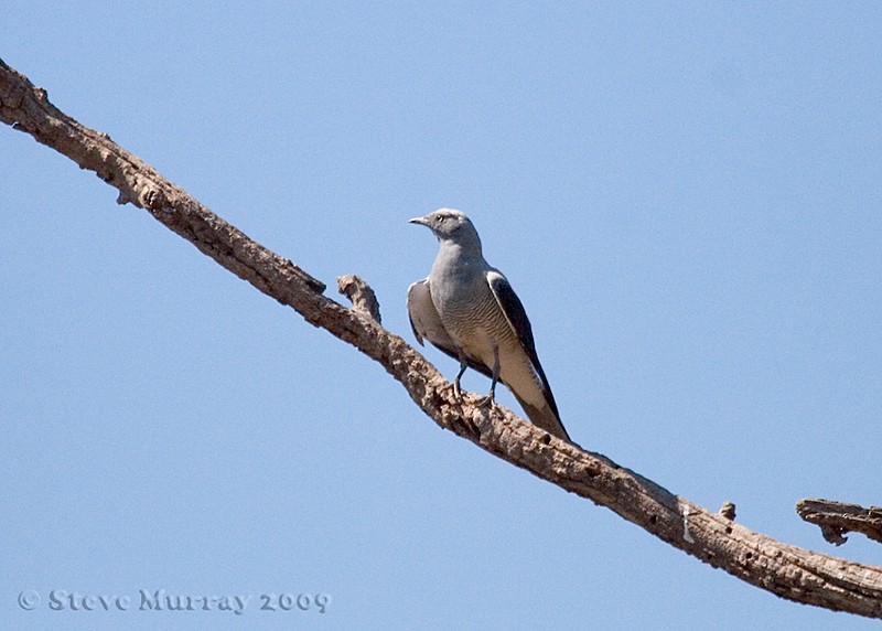 Ground Cuckooshrike - ML146334051