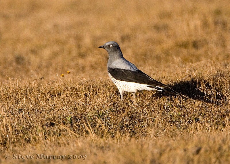 Ground Cuckooshrike - ML146334271