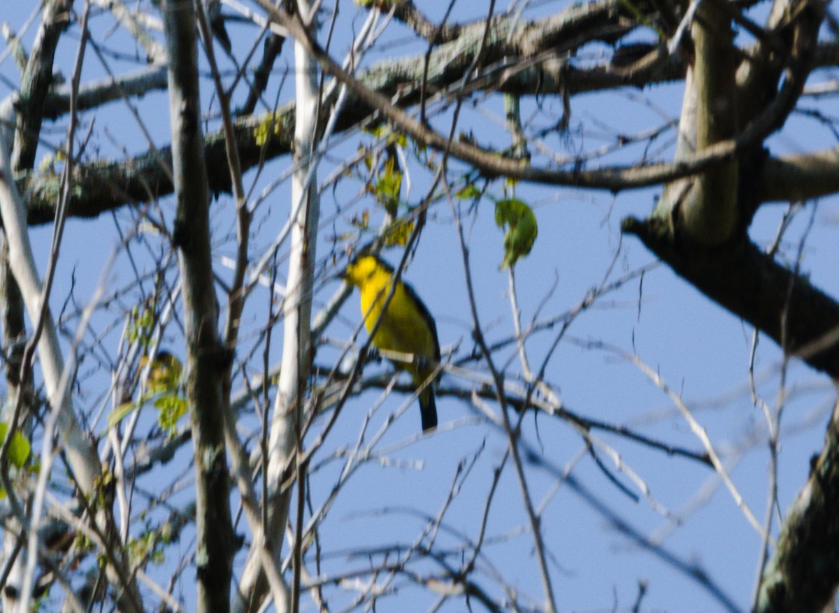 Common Iora - ML146335751