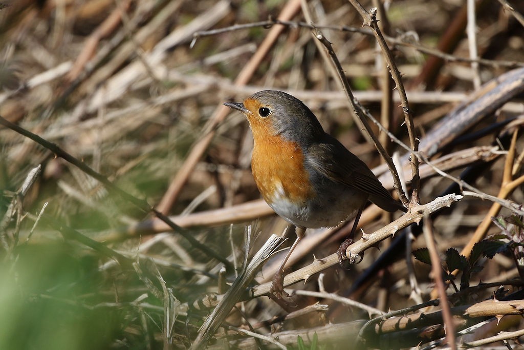 European Robin - ML146336571