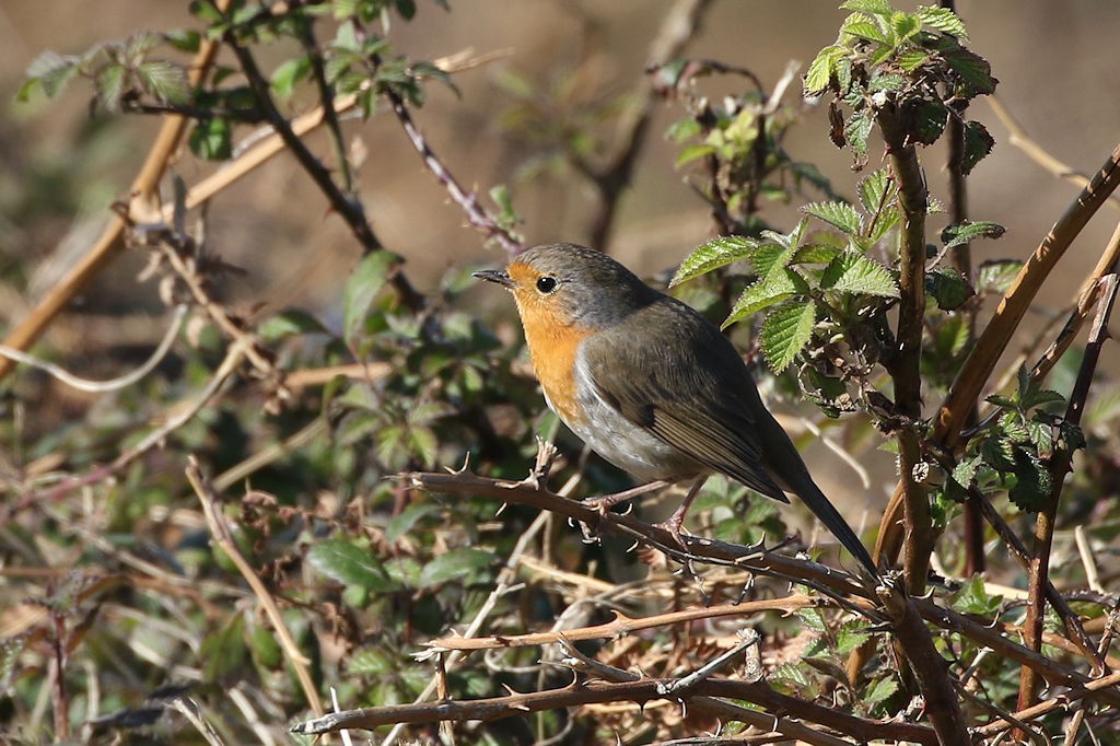 European Robin - ML146336581