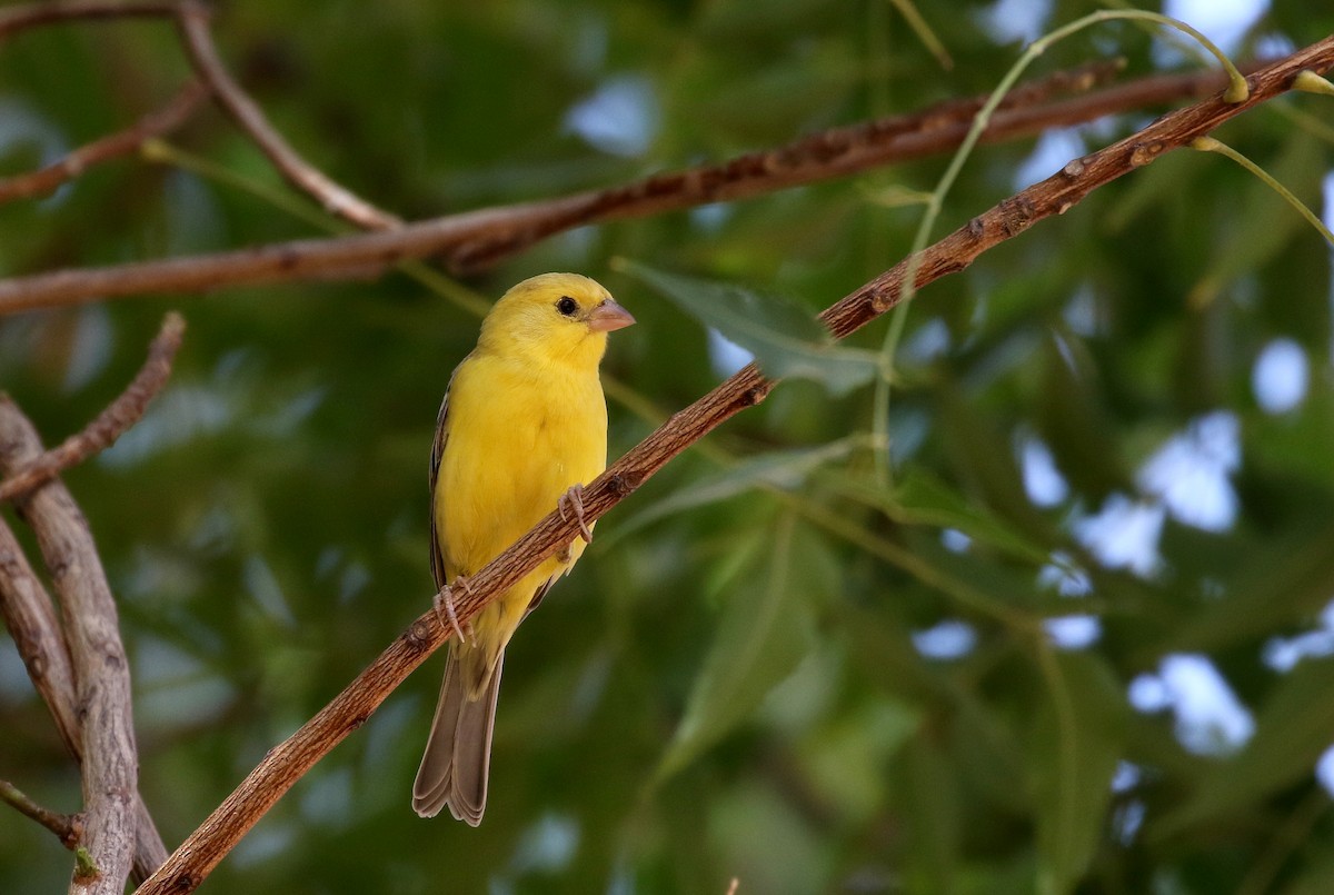 Sudan Golden Sparrow - ML146336691