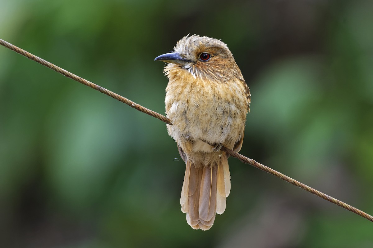 White-whiskered Puffbird - ML146337361