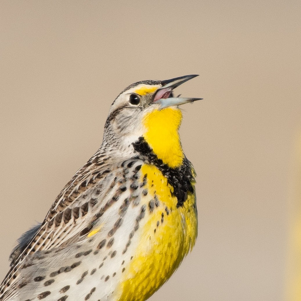 Western Meadowlark - ML146338451