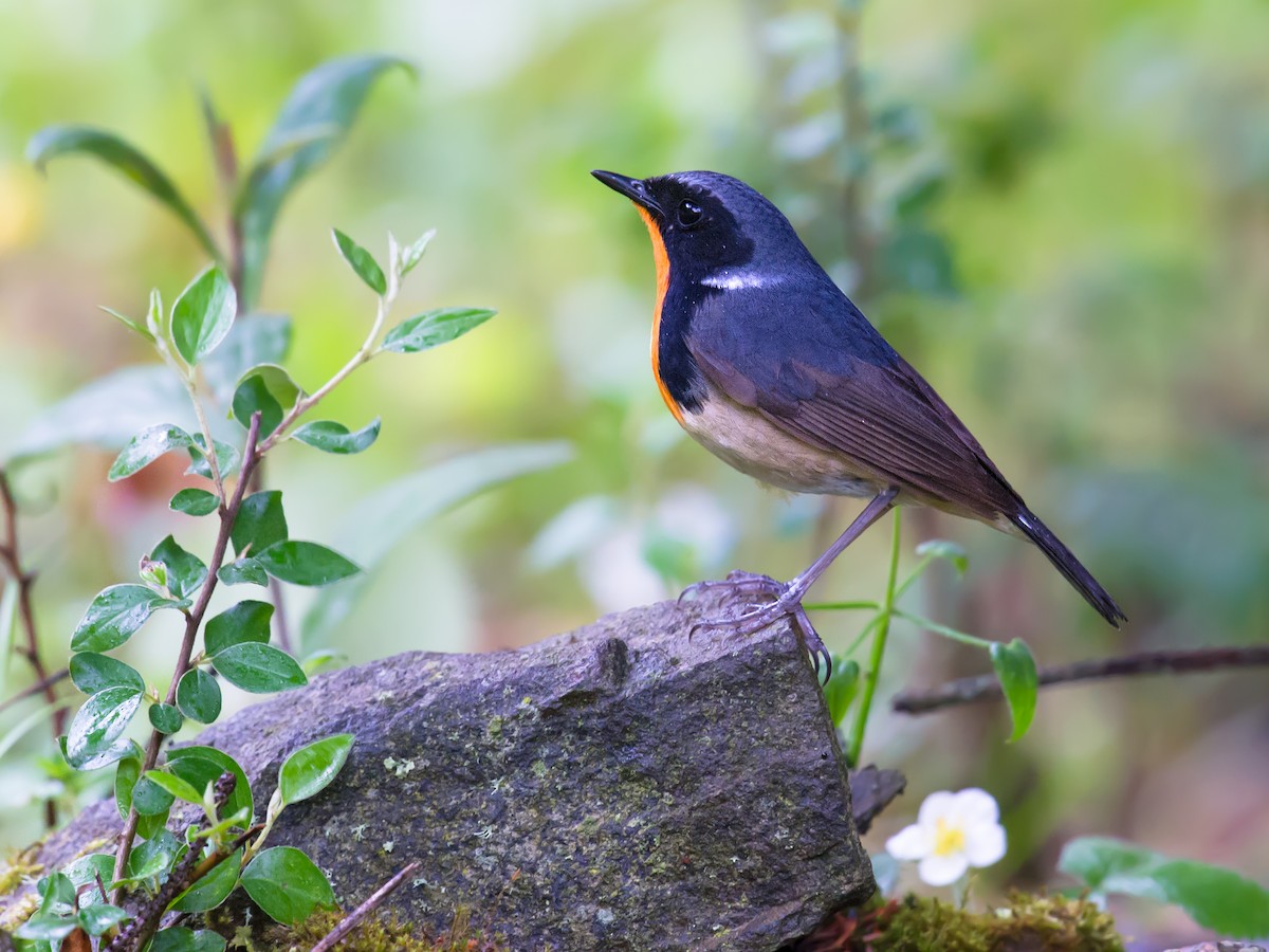 Firethroat - Craig Brelsford