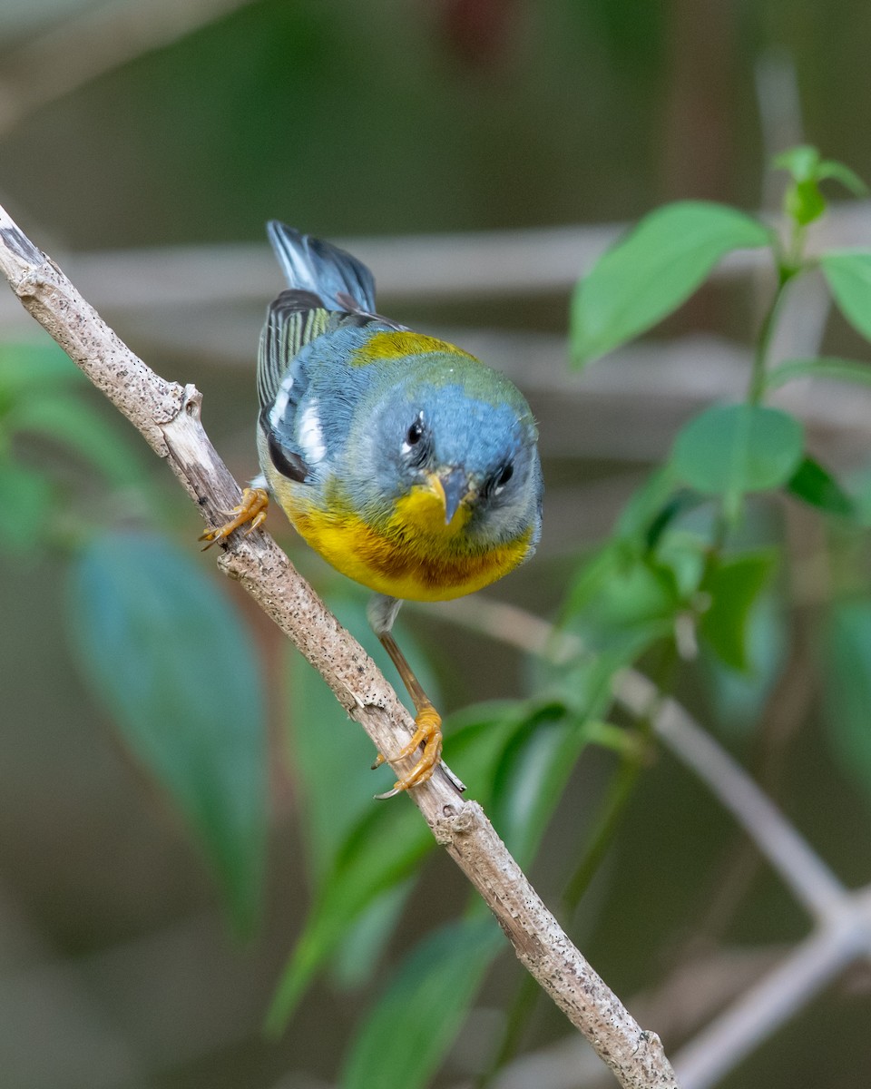 Northern Parula - ML146340601