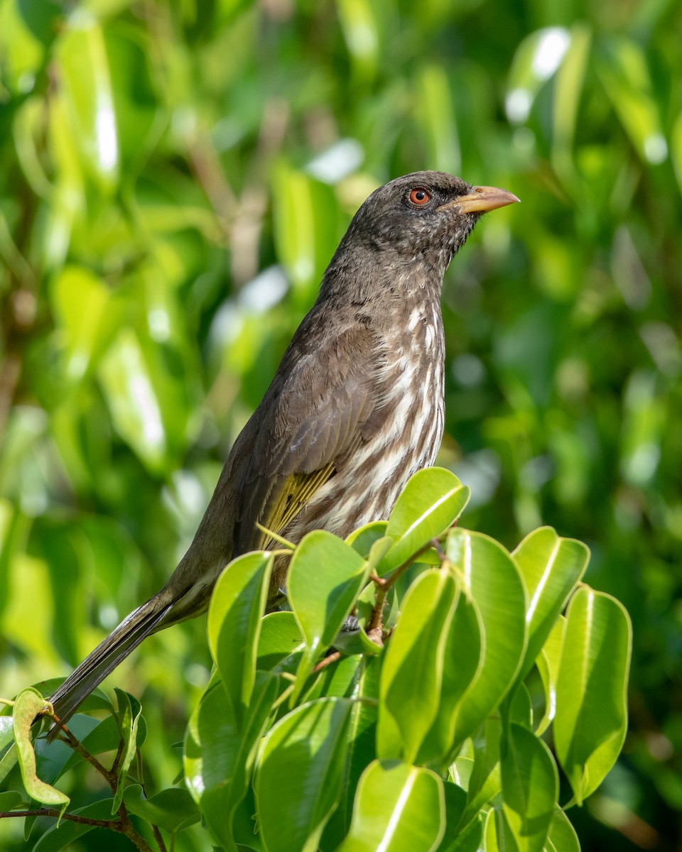 Palmchat - ML146340681