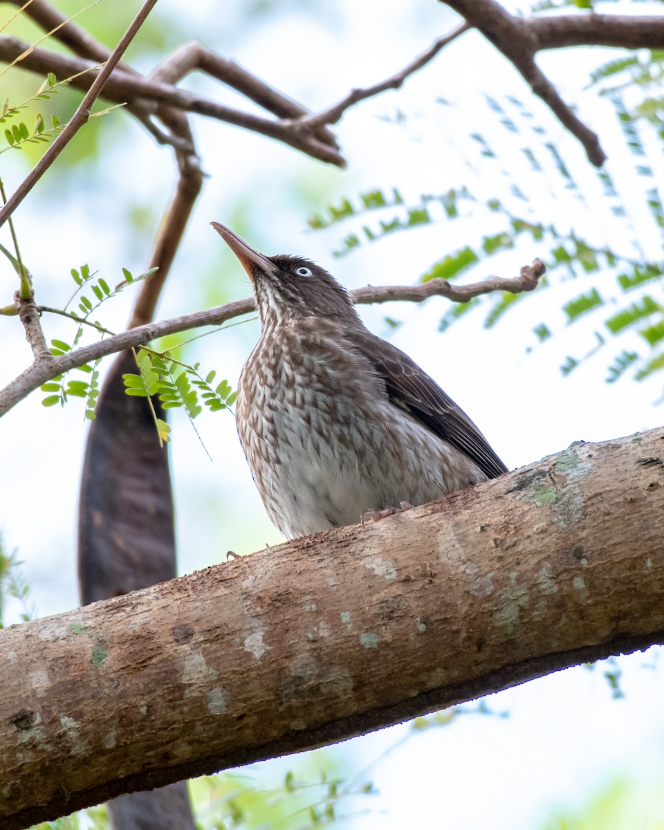 Pearly-eyed Thrasher - ML146340701