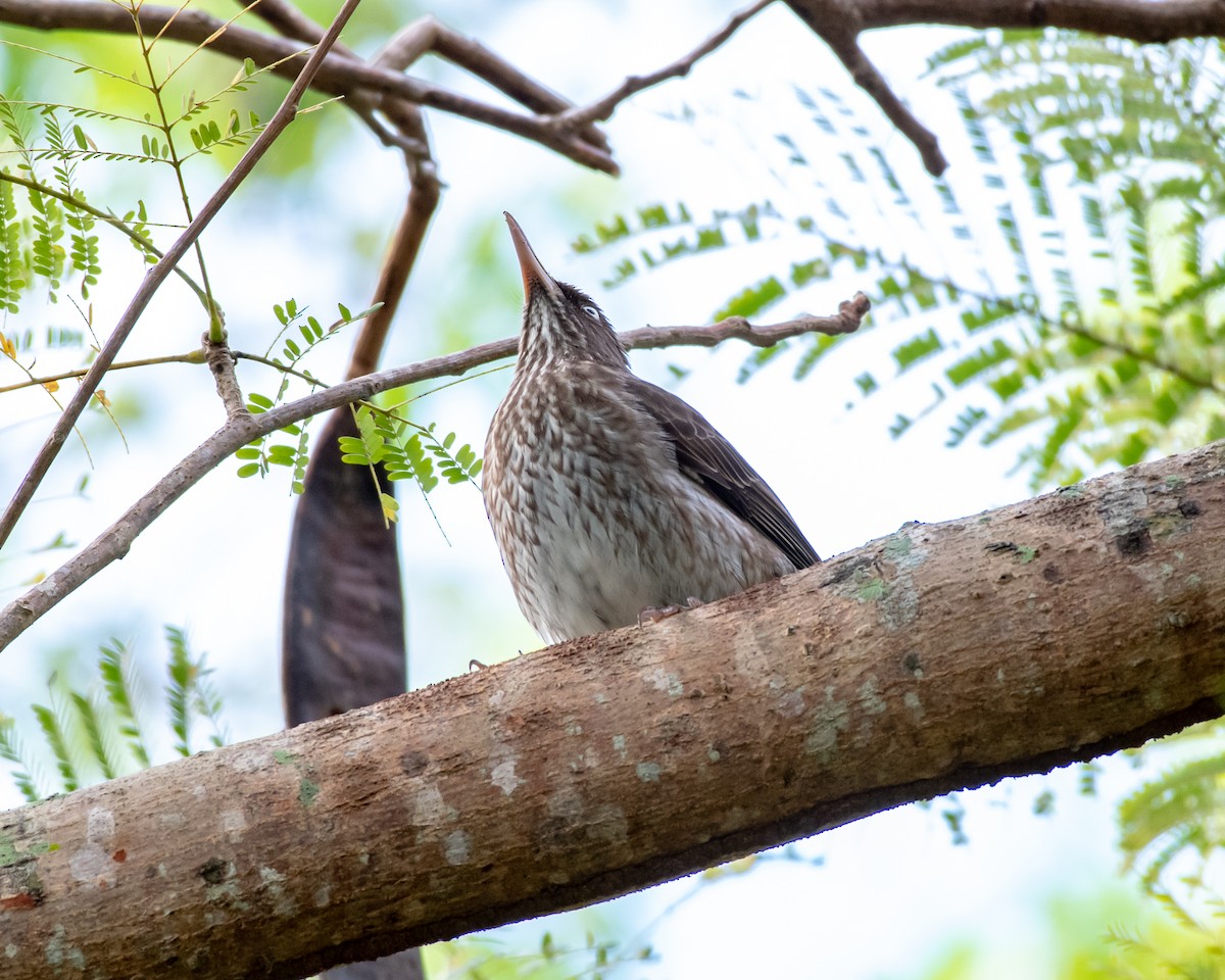 Pearly-eyed Thrasher - ML146340711