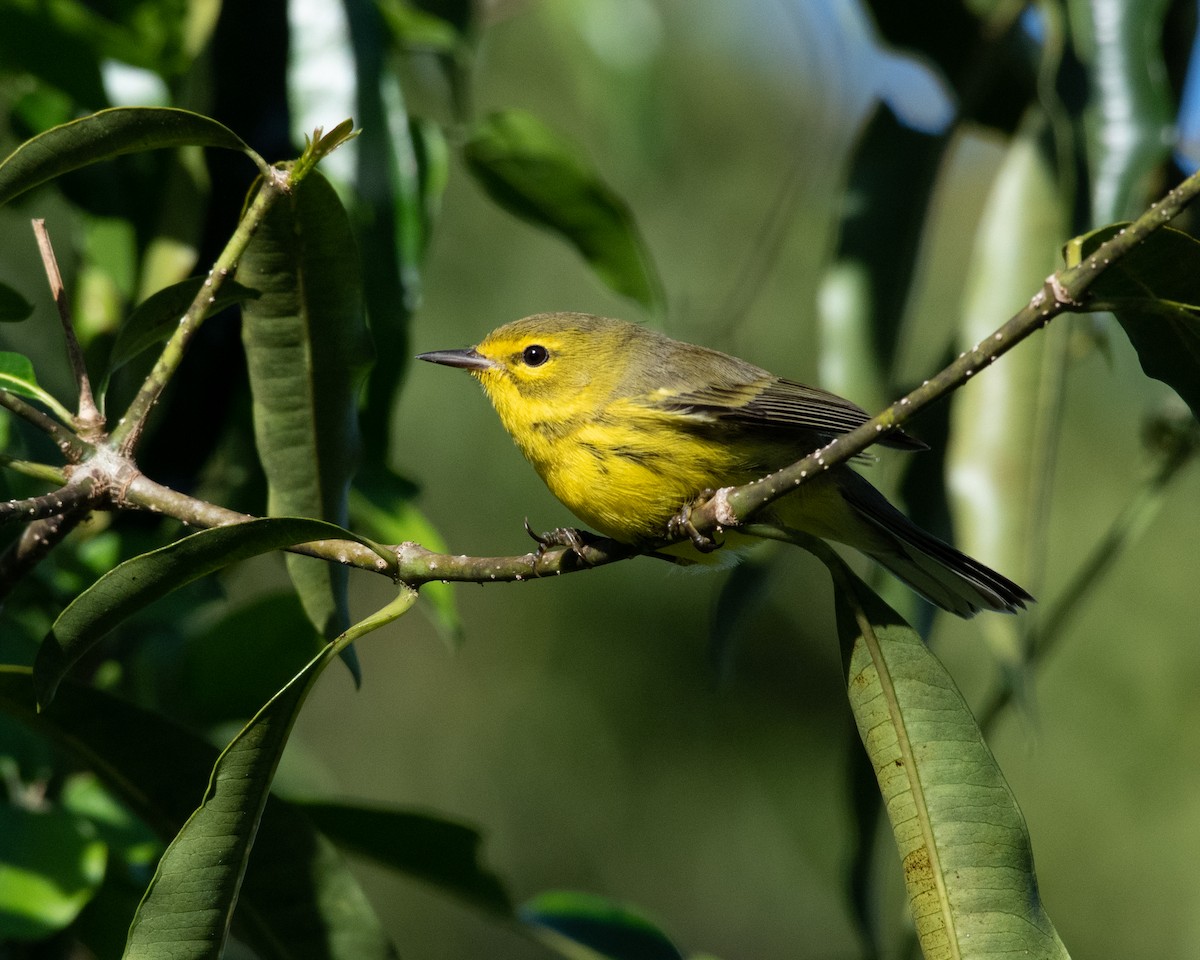 Prairie Warbler - Hank Davis