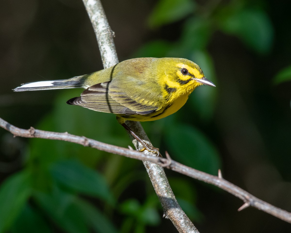 Prairie Warbler - Hank Davis