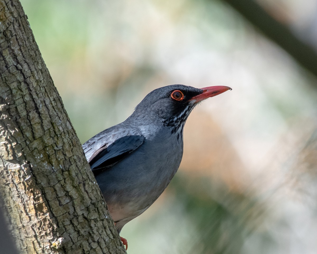 Red-legged Thrush - Hank Davis