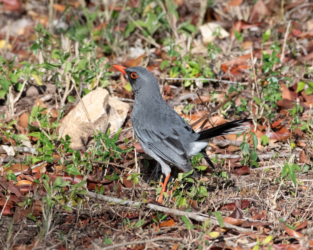 Red-legged Thrush - ML146340941