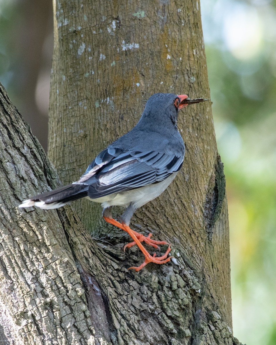 Red-legged Thrush - Hank Davis