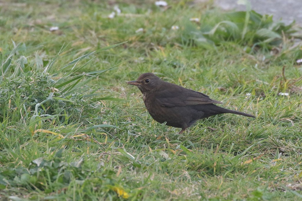 Eurasian Blackbird - ML146340991