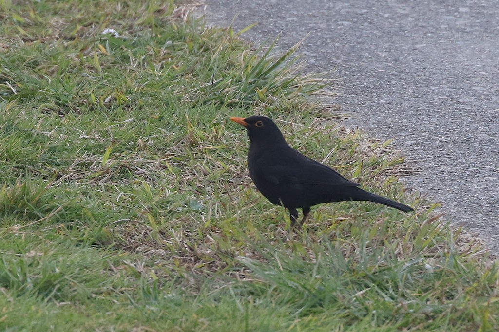 Eurasian Blackbird - ML146341001