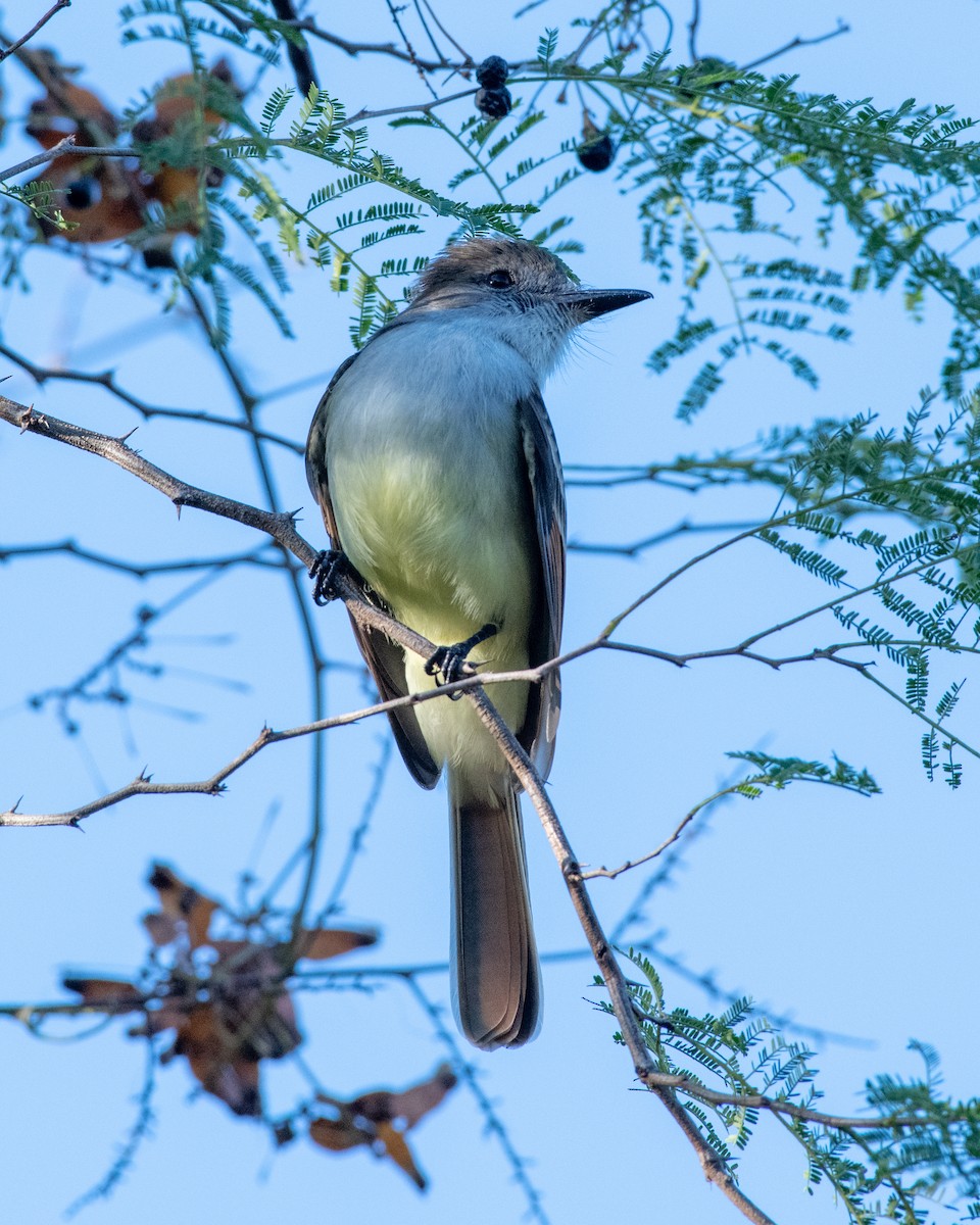 Stolid Flycatcher - ML146341041