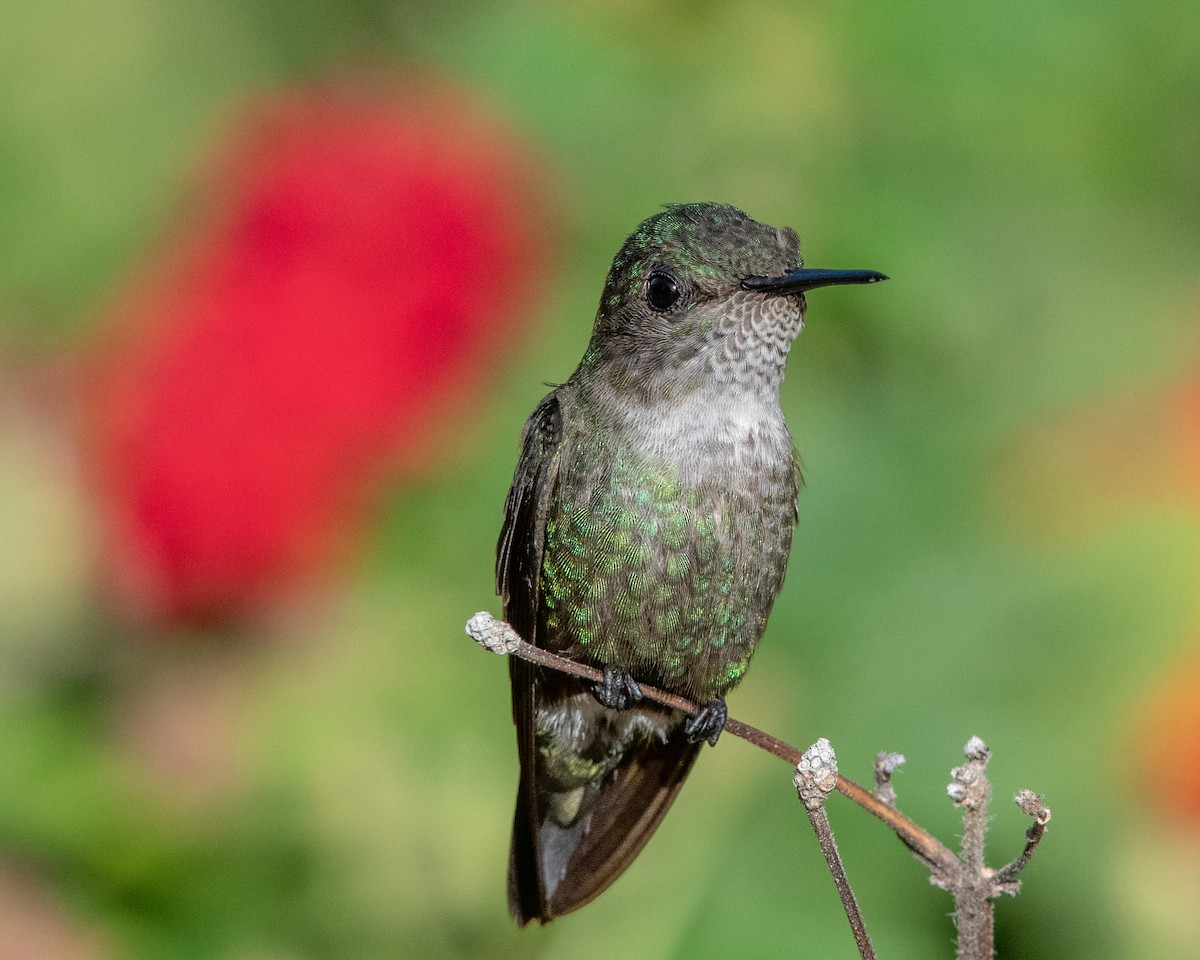 Colibrí Zumbadorcito - ML146341221