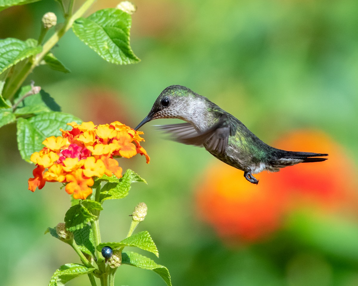 Vervain Hummingbird - Hank Davis