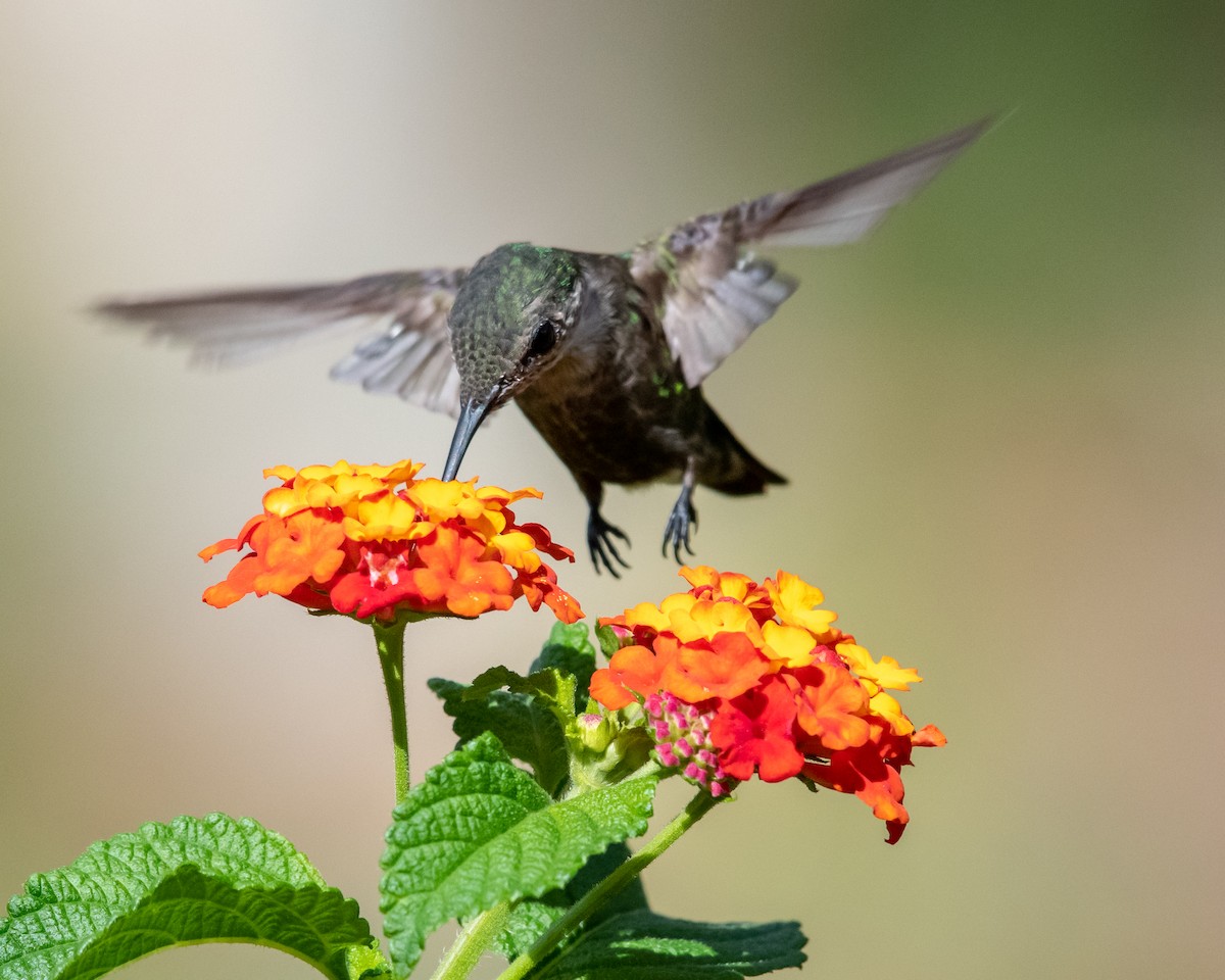 Vervain Hummingbird - ML146341271