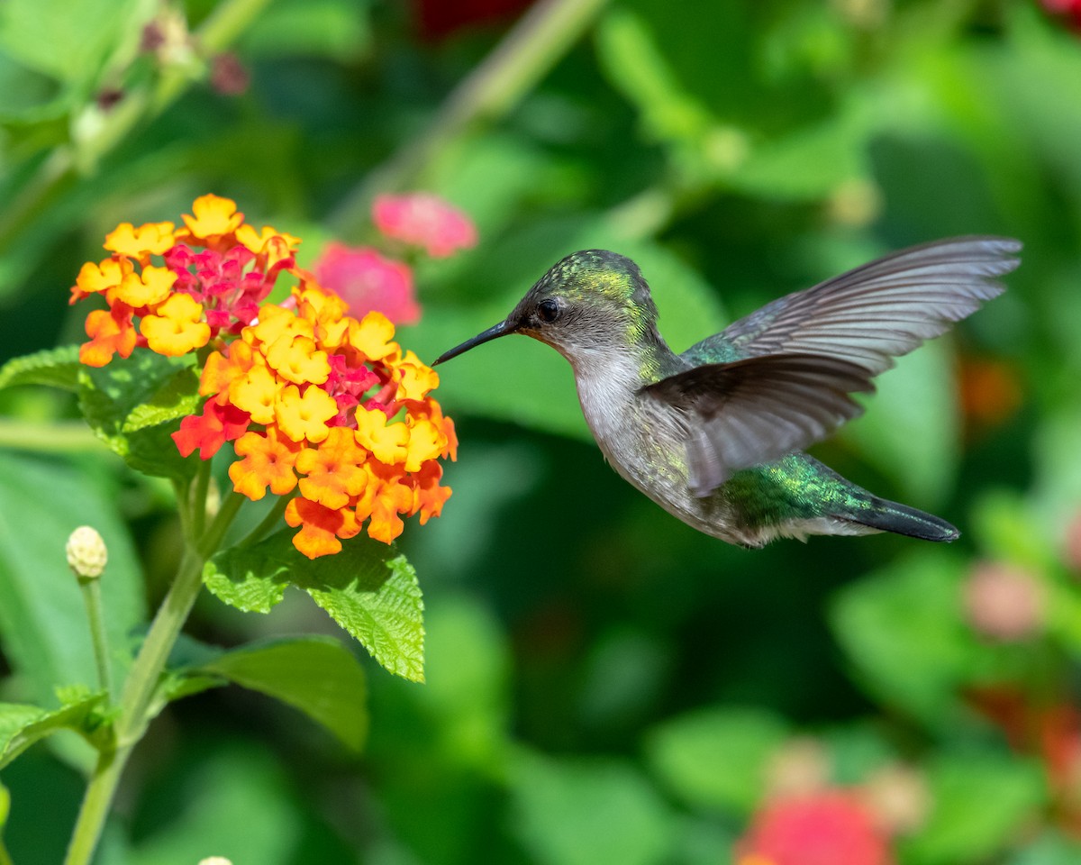 Vervain Hummingbird - ML146341281