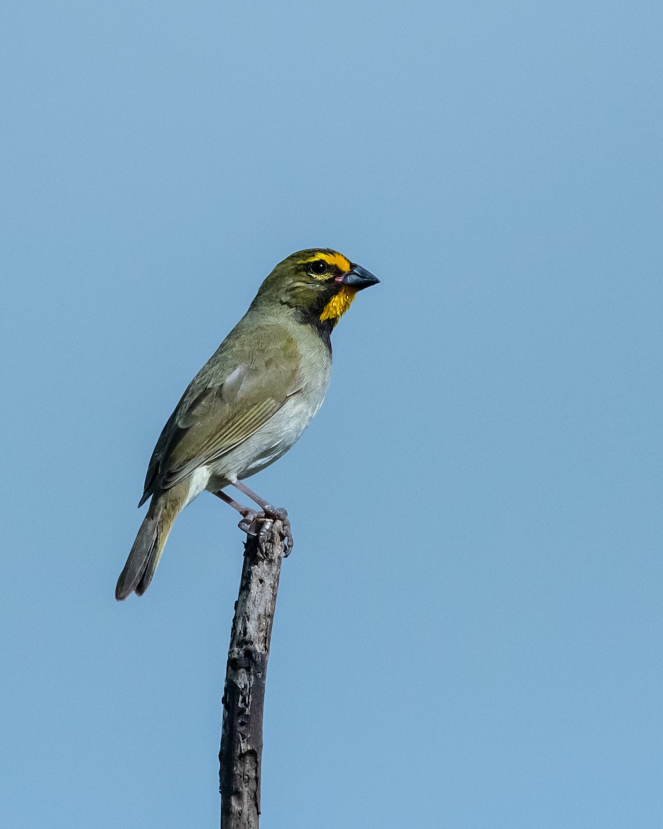 Yellow-faced Grassquit - Hank Davis