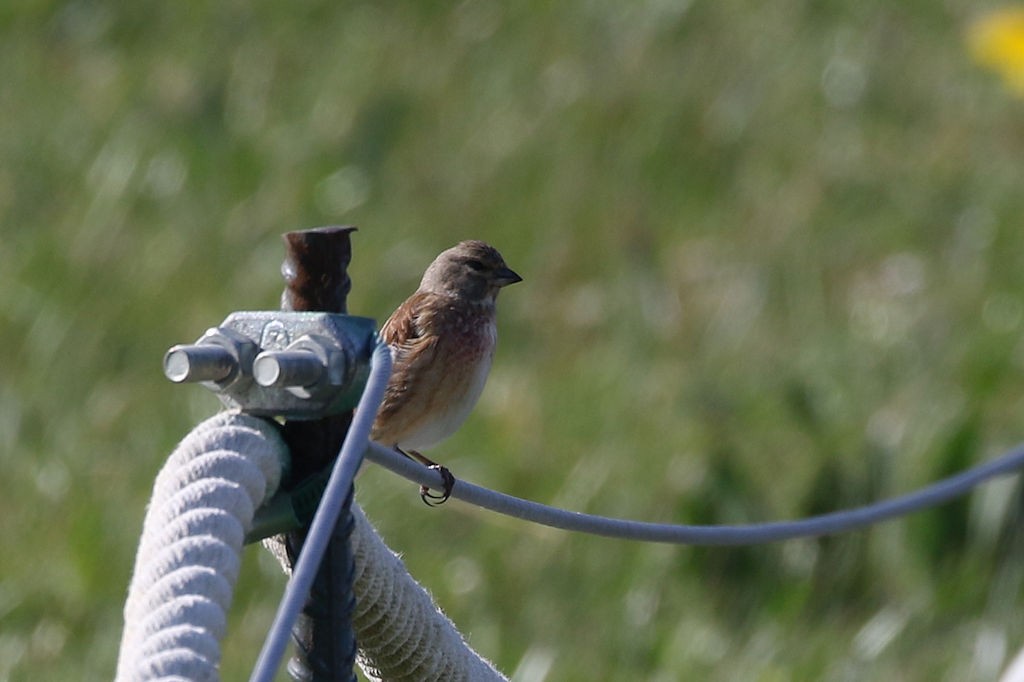 Eurasian Linnet - ML146341591