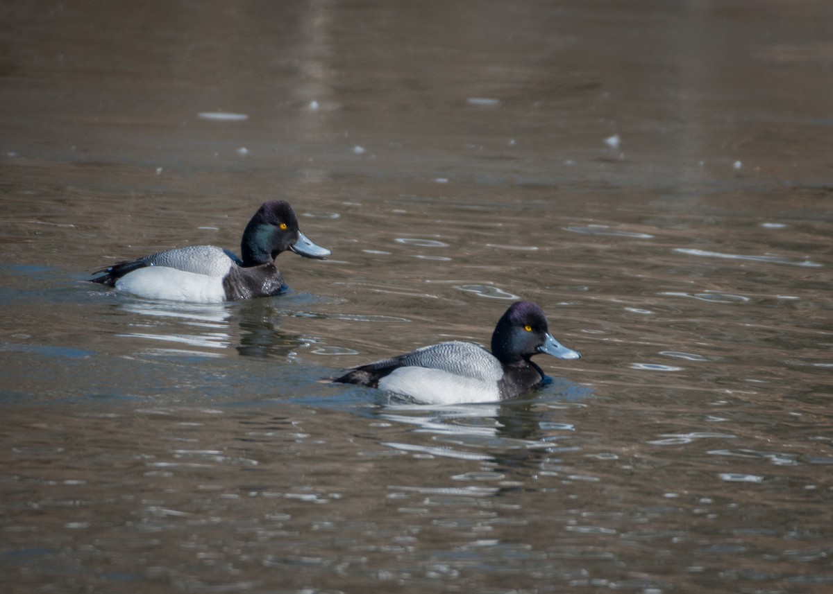 Lesser Scaup - ML146342781