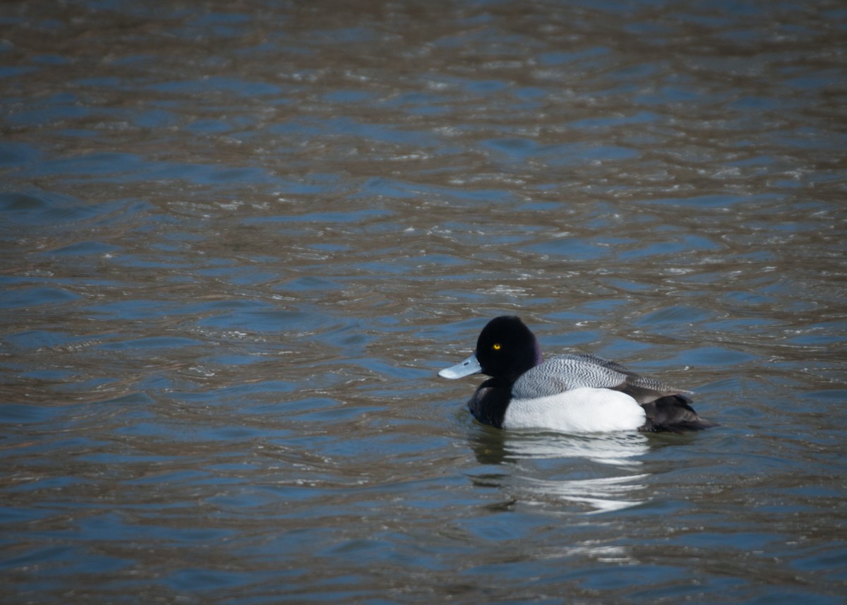 Lesser Scaup - ML146342791