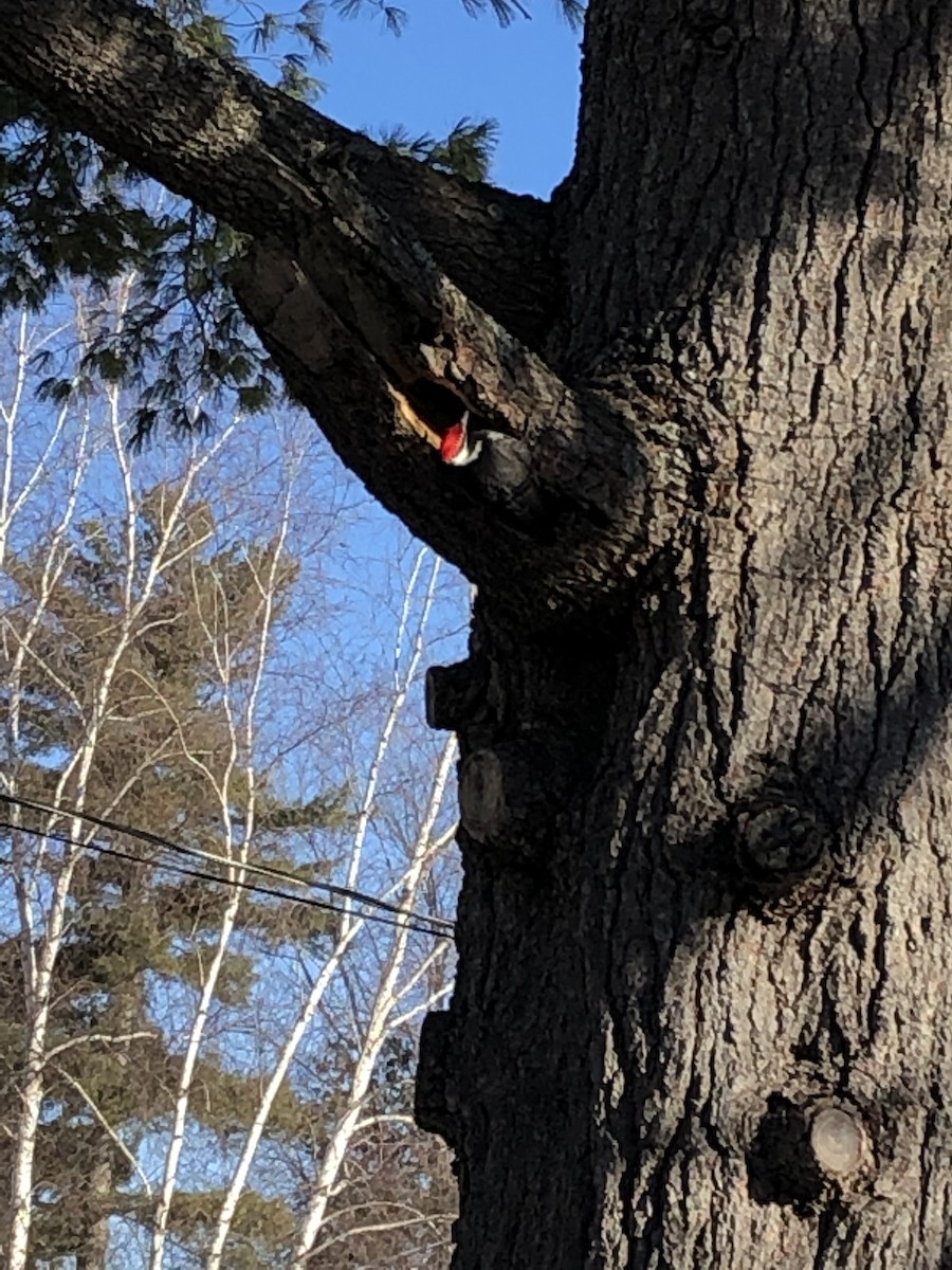 Pileated Woodpecker - Bryan Way