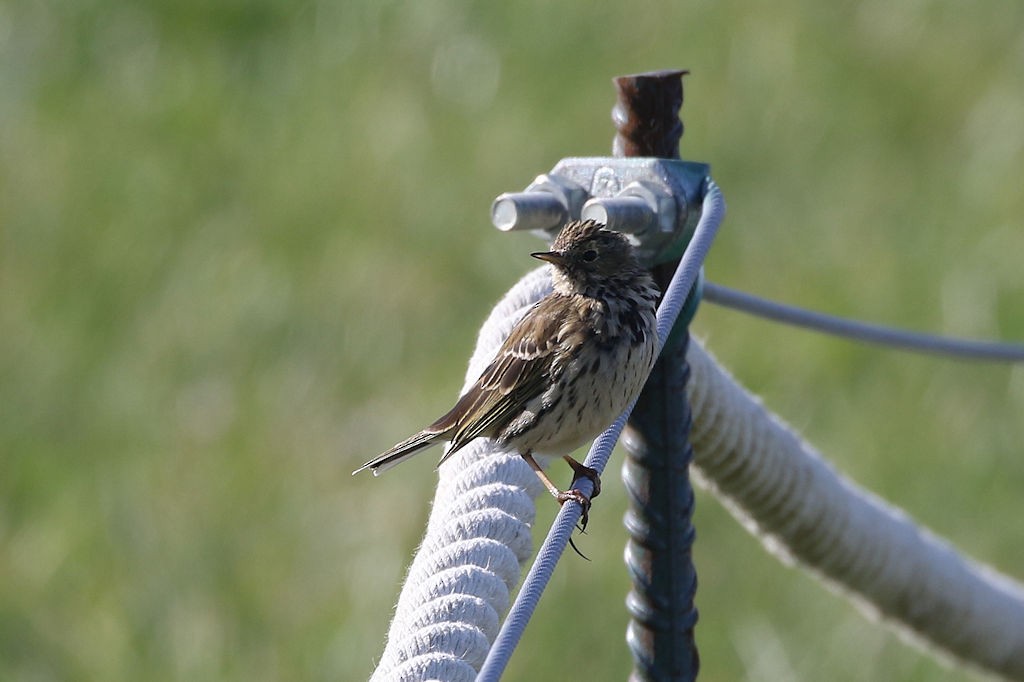 Meadow Pipit - ML146344221