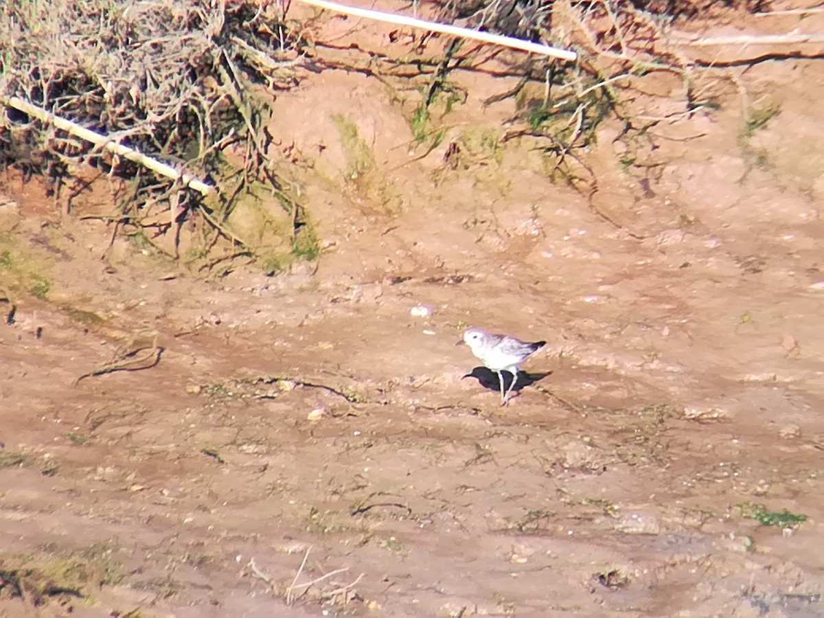 Black-bellied Plover - ML146344461