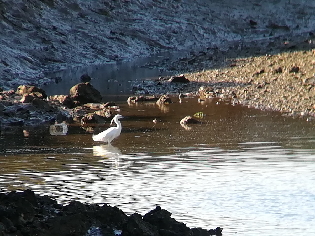 Little Egret - ML146344731