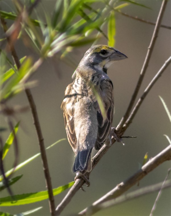 Dickcissel d'Amérique - ML146344761