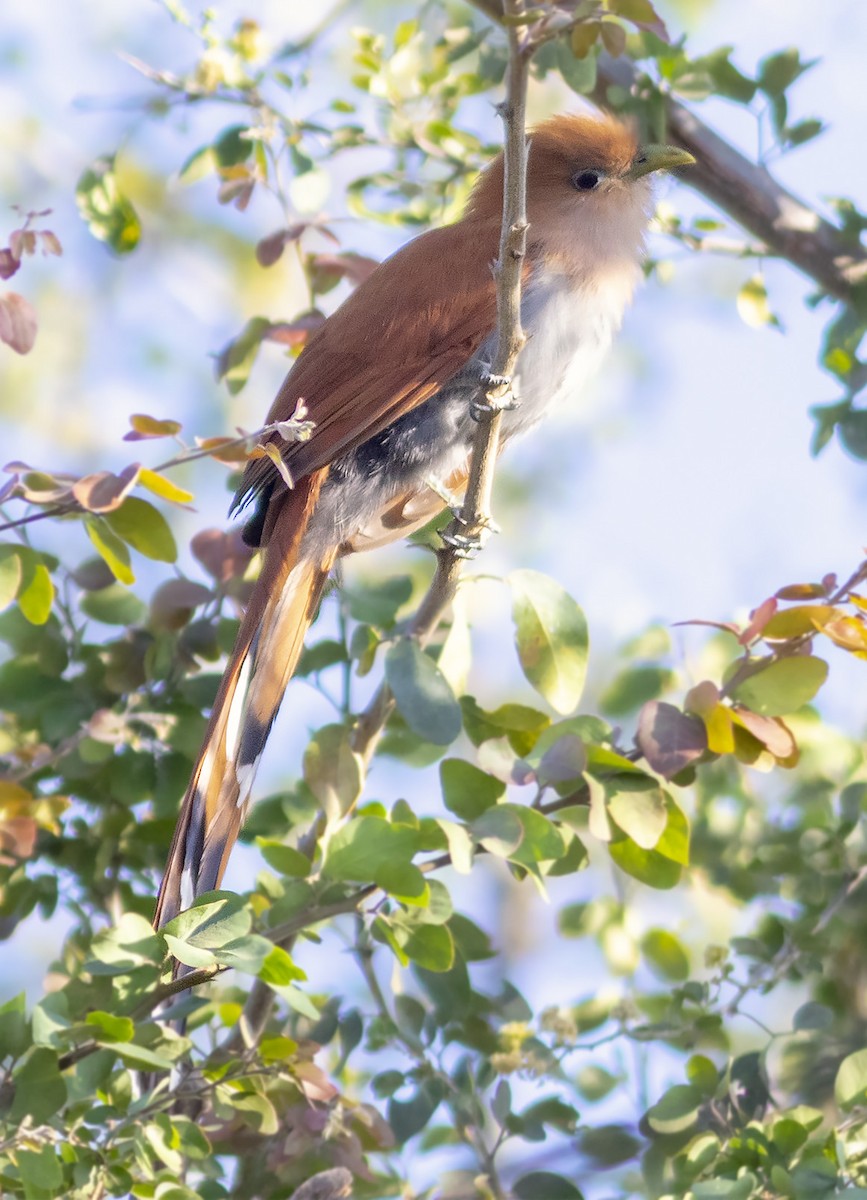 Squirrel Cuckoo - ML146344851