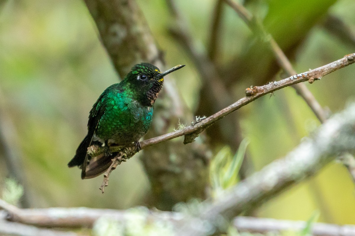 Tourmaline Sunangel - Louis Bevier