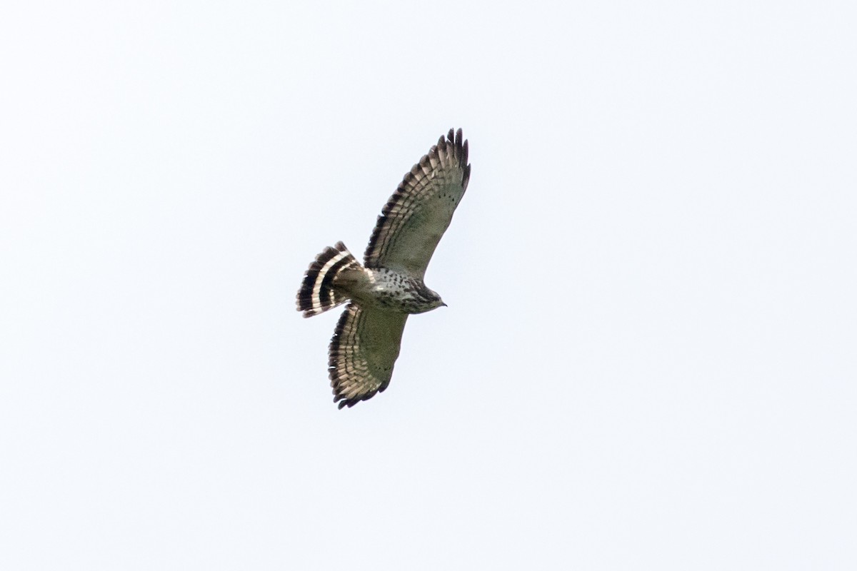 Breitflügelbussard - ML146345321