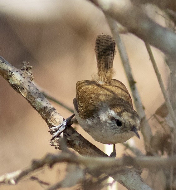 White-bellied Wren - ML146346801