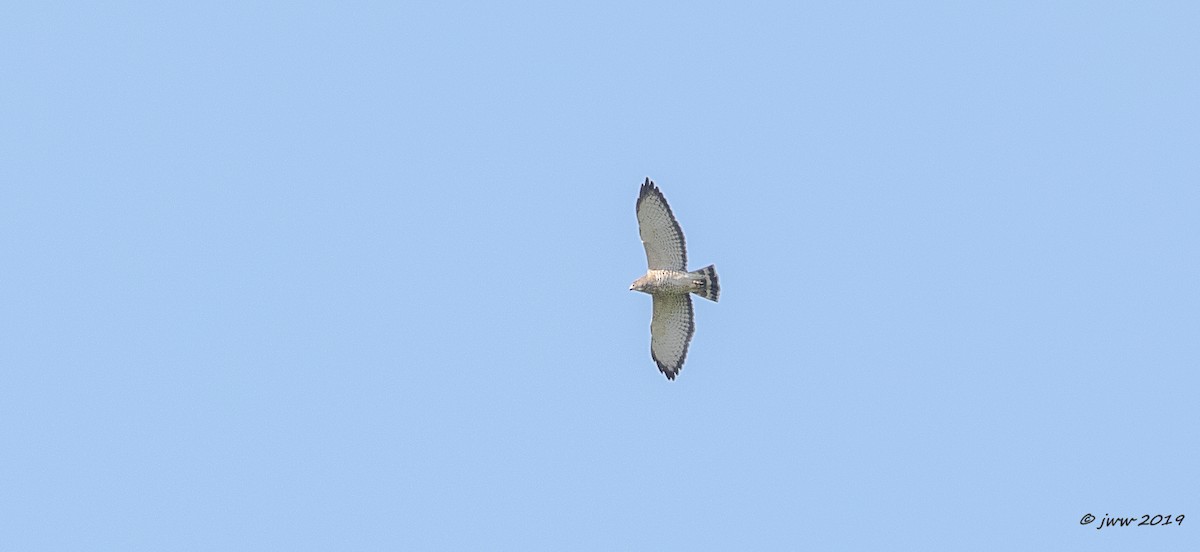 Broad-winged Hawk - ML146348471