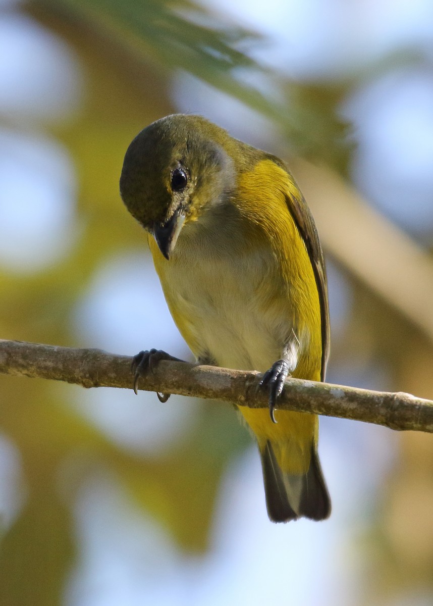 Yellow-throated Euphonia - ML146348481