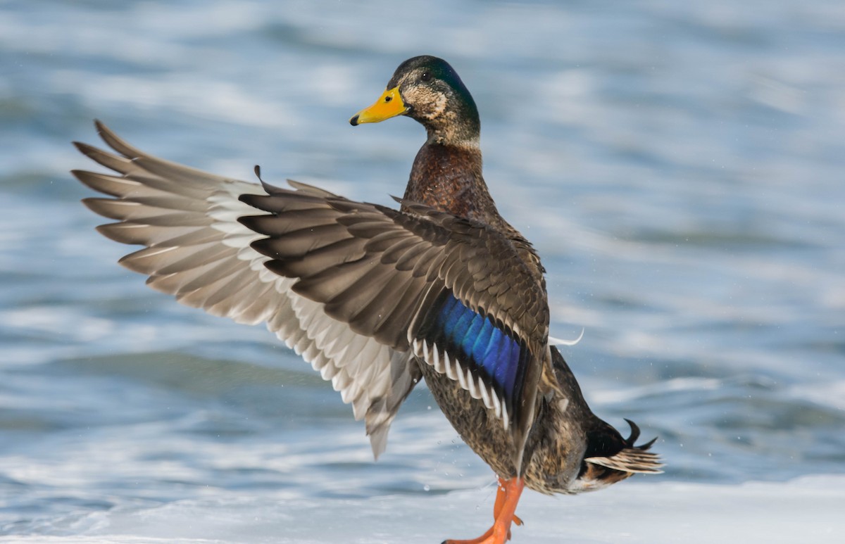 Mallard x American Black Duck (hybrid) - ismael chavez