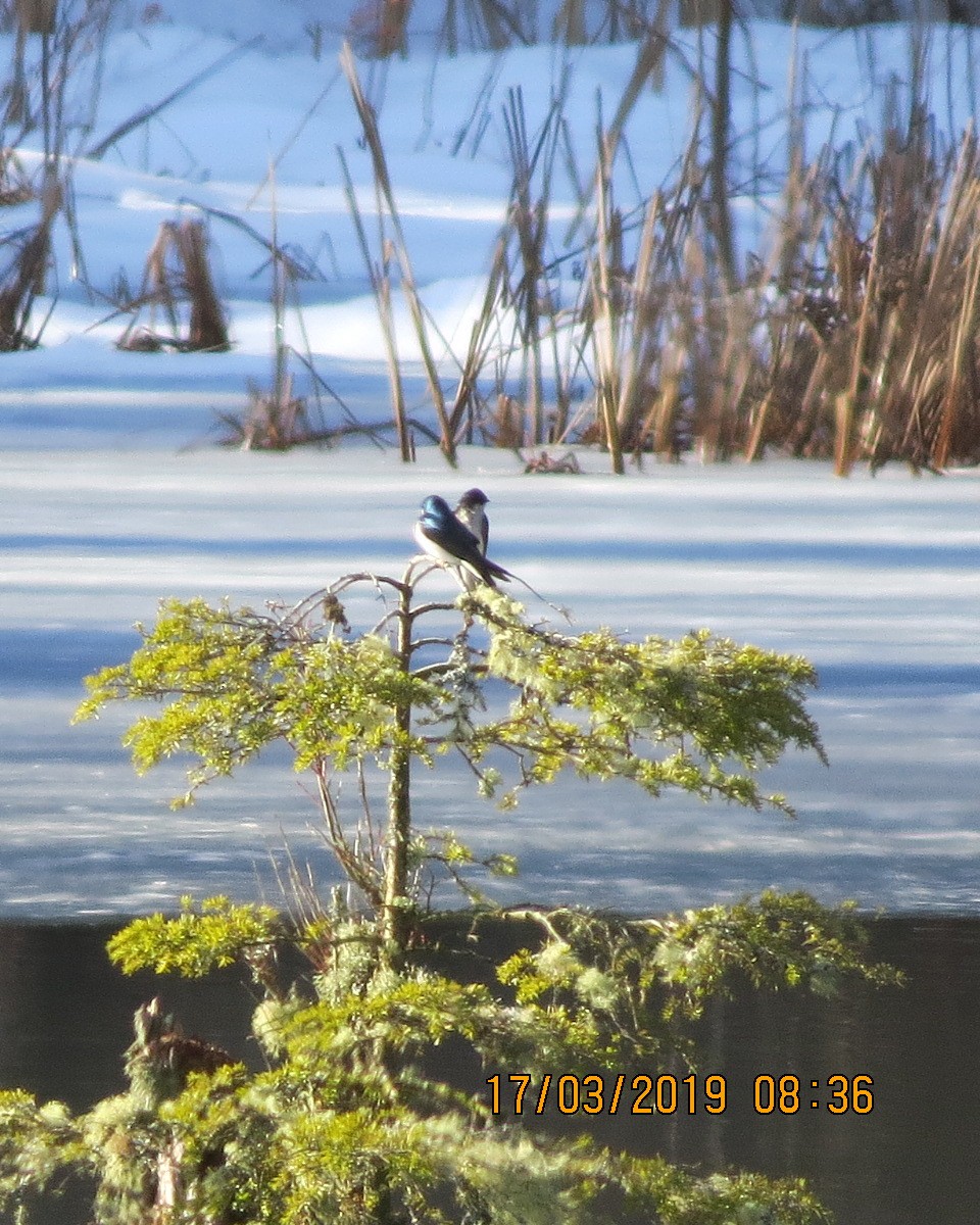 Tree Swallow - ML146350621