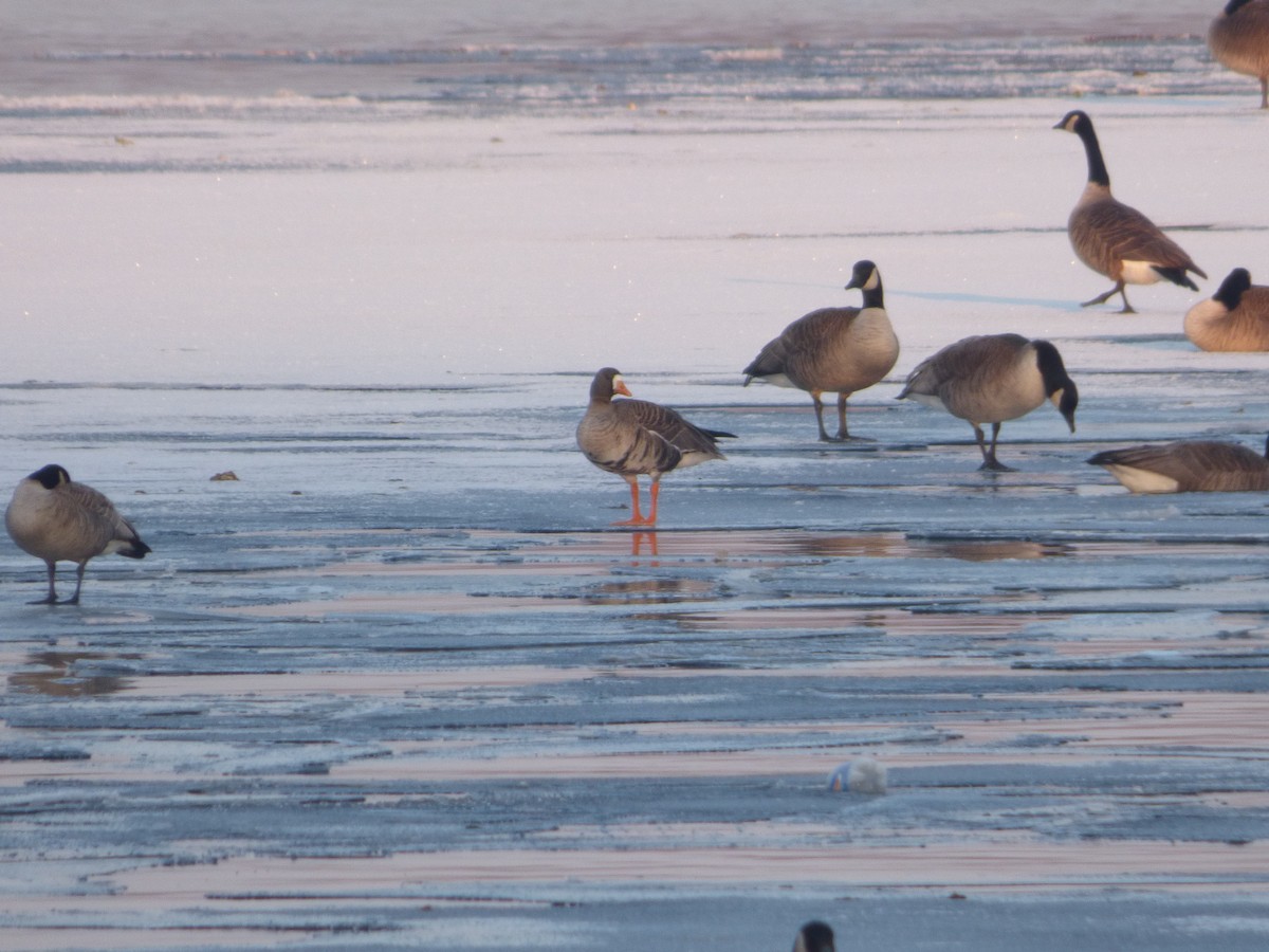 Greater White-fronted Goose - ML146351981