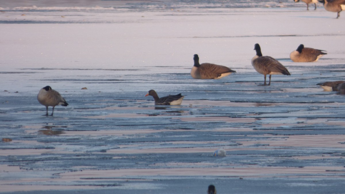 Greater White-fronted Goose - ML146351991