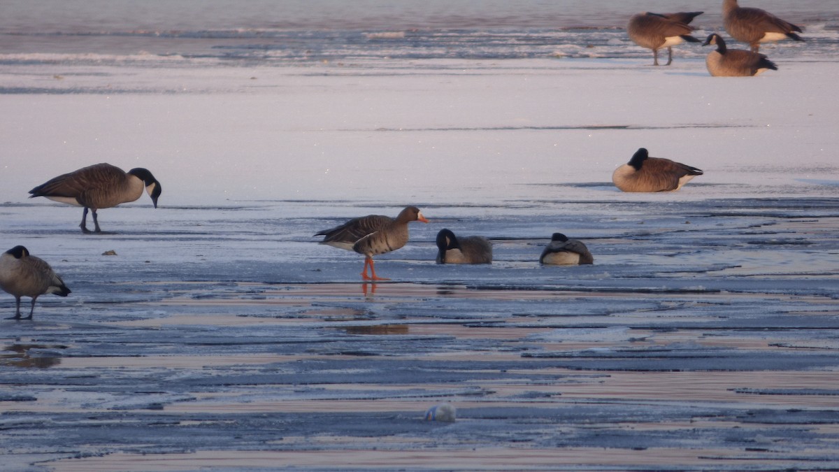 Greater White-fronted Goose - ML146352001