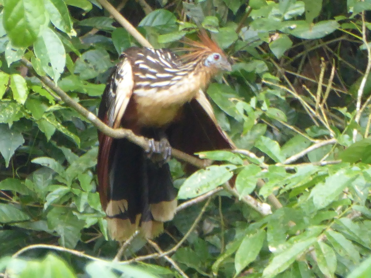 Hoatzin - ML146352431