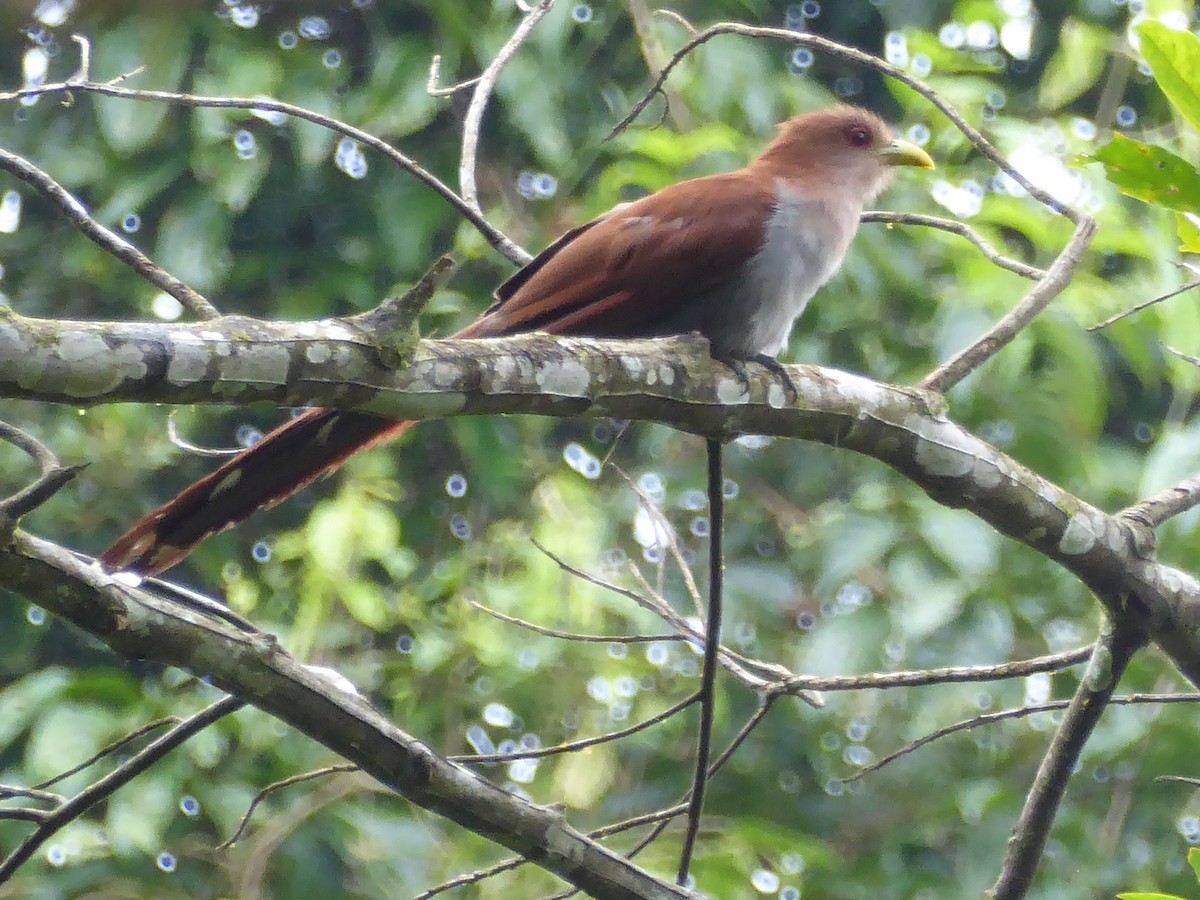 Squirrel Cuckoo - ML146353631