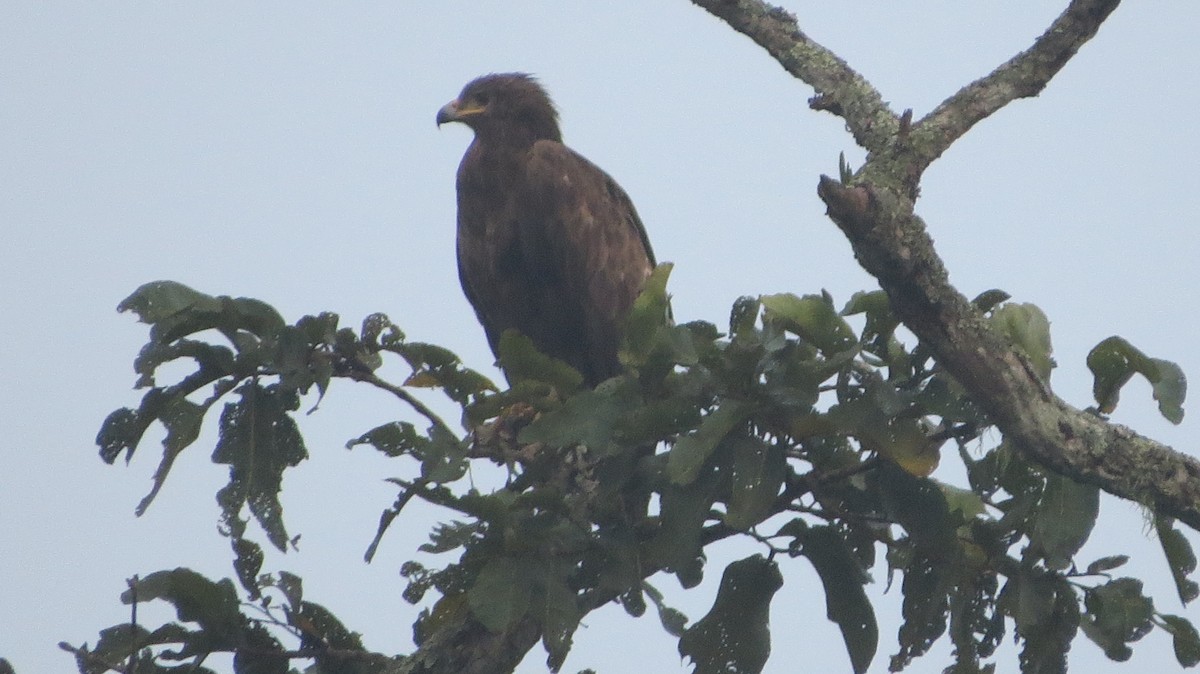 Greater Spotted Eagle - ML146353651